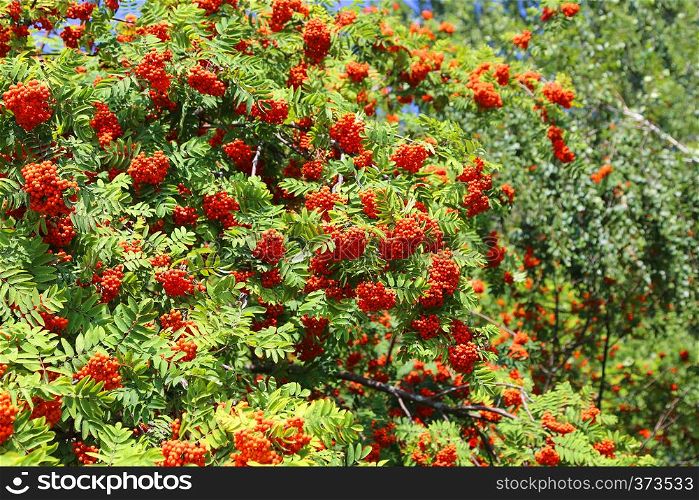 Branches with ripe bright fruits of mountain ash, close-up