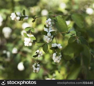 branches with white berries Snowplum ( Symphoricarpos albus), close up