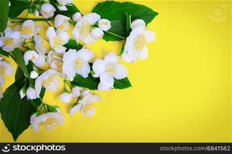 Branches with white jasmine flowers on a yellow background, empty space