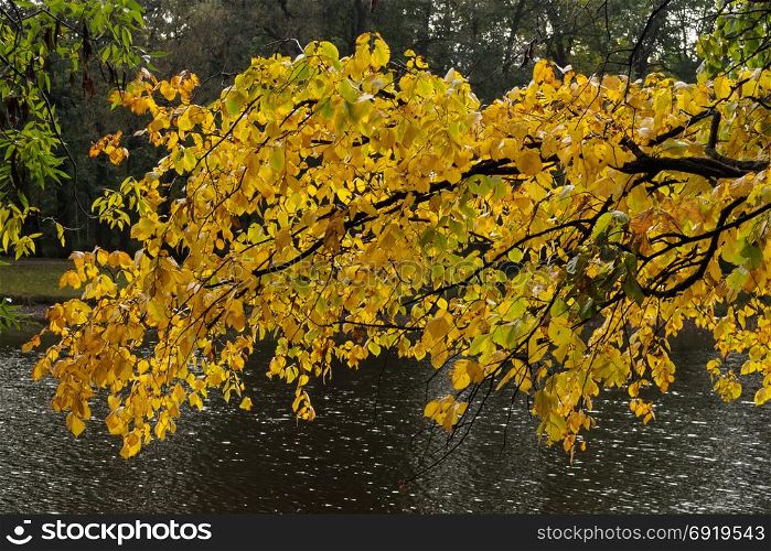 Branches with yellow foliage on the surface of the pond