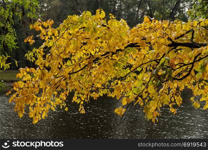 Branches with yellow foliage on the surface of the pond