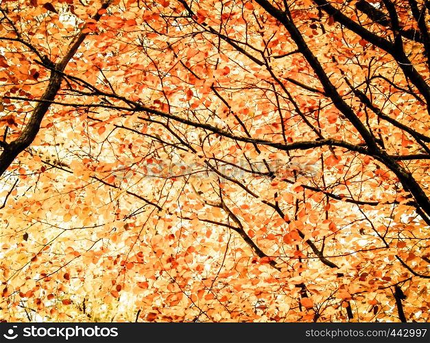 Branches with yellow leaves as nature background. Golden autumn in forest, copy space.. Branches with yellow leaves as nature background.