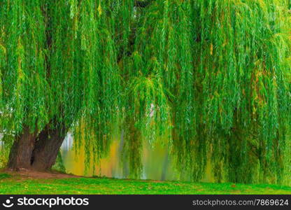 branchy green old willow hanging over the lake