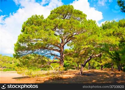 Branchy pine in forest summer