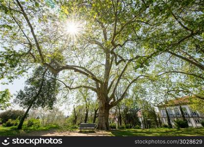 Branchy plane tree. Branchy plane tree on the square next to Dukes of Braganza Palace in Guimaraes city, Norte region of Portugal