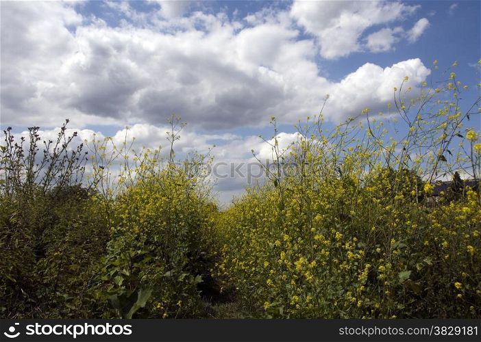 Brassica napus, the yellow fields in Holland