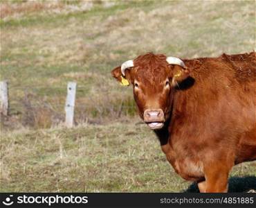 Braune Kuh mit Hornern auf einer Wiese&#xD;&#xA;
