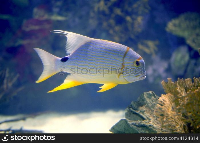 Brautiful tropical fish yellow fin from Red Sea