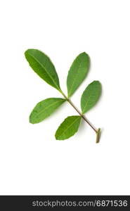 brazilian pepper leaf isolated on white