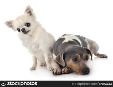 brazilian terrier and chihuahua, in front of white background