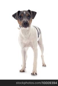 brazilian terrier in front of white background