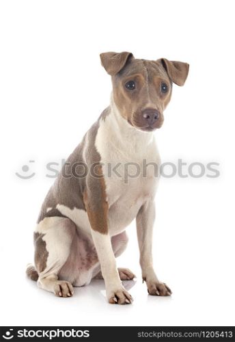 brazilian terrier in front of white background