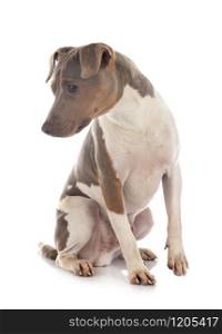 brazilian terrier in front of white background