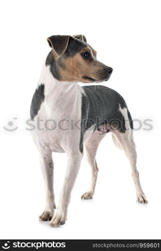 Brazilian Terrier in front of white background