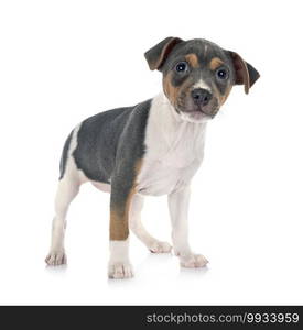 brazilian terrier in front of white background