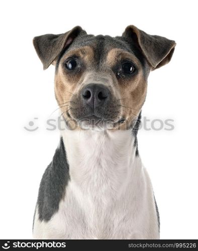 Brazilian Terrier in front of white background