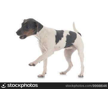 brazilian terrier in front of white background