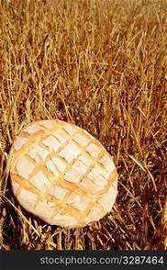 Bread bun round on golden wheat straw background