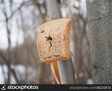 bread for the birds in the forest. bread for the birds in the forest