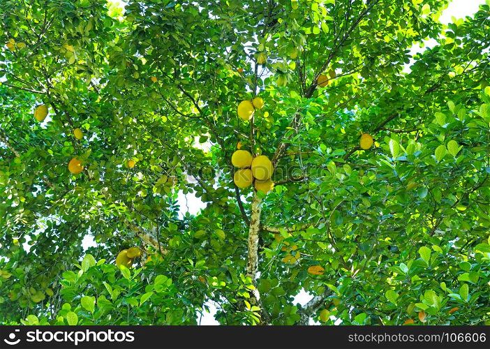 Breadfruit (Artocarpus altilis) tree with ripe fruits.