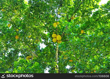Breadfruit (Artocarpus altilis) tree with ripe fruits.