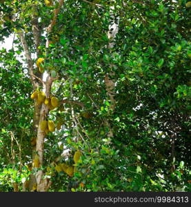 Breadfruit  Artocarpus altilis  tree with ripe fruits. Tropical garden.