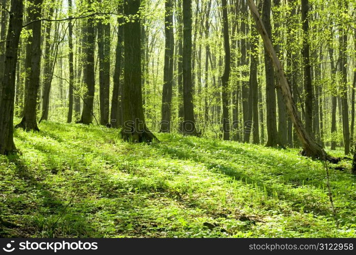 breathtaking view as the sun shines through the forest on a misty day