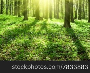 breathtaking view as the sun shines through the forest on a misty day