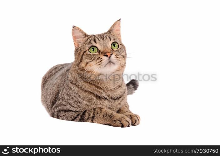 Breautiful young tabby cat looking up on a white background
