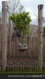 breeding hangin trees between wooden poles