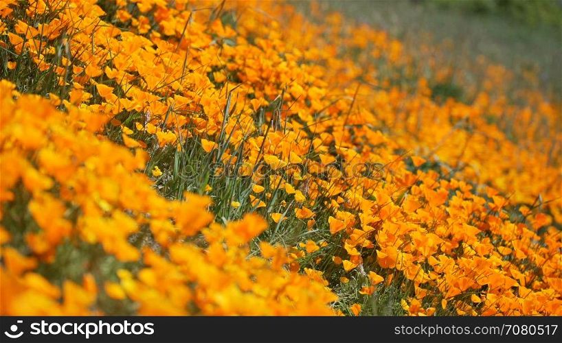 Breeze blows bright orange California poppies