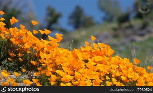Breeze blows orange California poppies near field of Royal Lupine