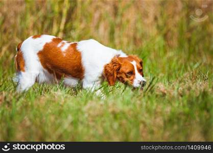 Breton spaniel female puppy hunting on field. Animal background. Breton spaniel female puppy in hunting on field.