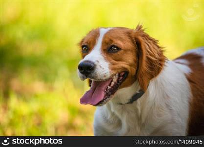 Breton spaniel female puppy in green grass. Animal background. Breton spaniel female puppy in green grass.