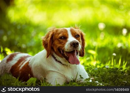 Breton spaniel female puppy lying down in green grass. Animal background. Copy space on right. Breton spaniel female puppy lying down in green grass