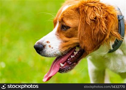 Breton spaniel puppy with month open and tongue out, copy space on left.. Breton spaniel puppy with month open and tongue out