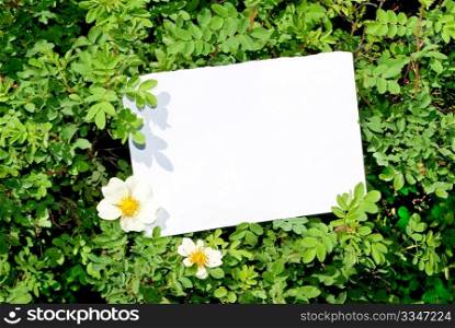 Briar bush with blank paper