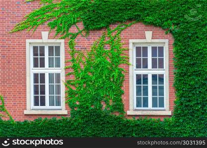brick building wall, covered with thickets of vines, two windows. brick building wall, covered with thickets of vines, two windows close-up