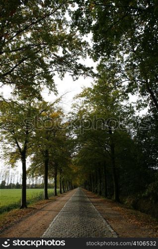 Brick Road Under Trees