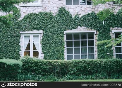 Brick wall and window covered with green creeper plant