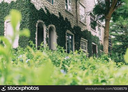 Brick wall and window covered with green creeper plant