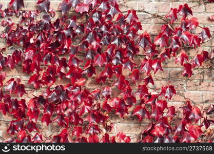 Brick wall covered with autumn red vine creaper leaves