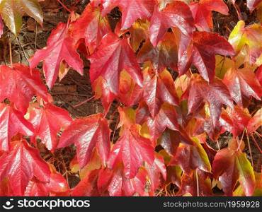 Brick wall covered with red autumn leaves- capture suitable as background