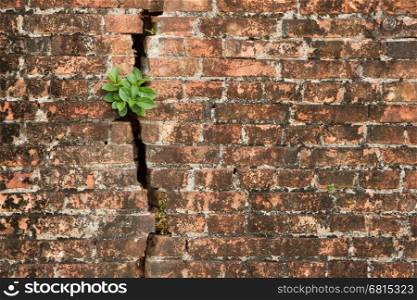 Brick wall with a crack and plants, isolated