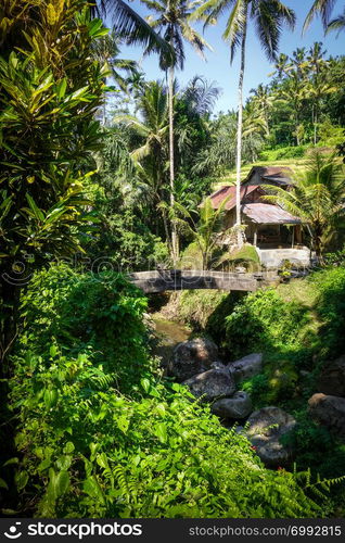 Bridge and jungle in Gunung Kawi funerary temple, Tampaksiring, Ubud, Bali, Indonesia. Bridge in Gunung Kawi temple, Ubud, Bali, Indonesia