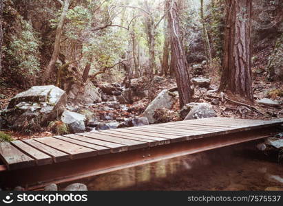 bridge in green summer forest