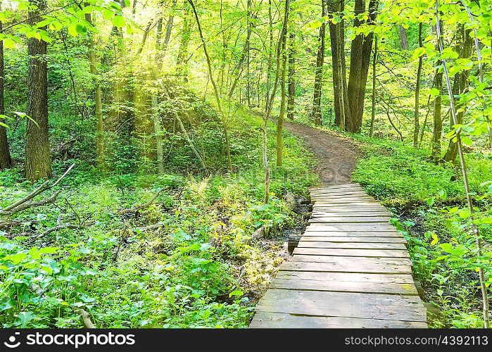 Bridge in the sunny green forest with trees