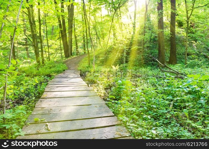 Bridge in the sunny green forest with trees