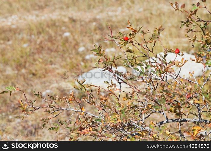 brier bush on mountain plateau Ai-Petri in Crimea in sunny autiumn day