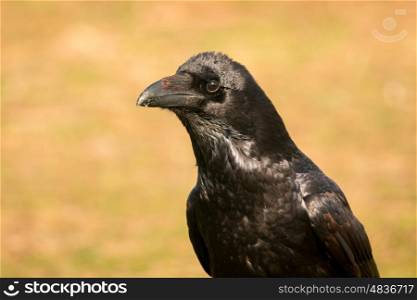 Brigh black plumage of a crow in the nature